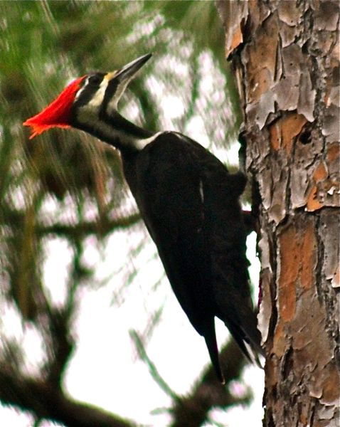 Pileated Woodpecker